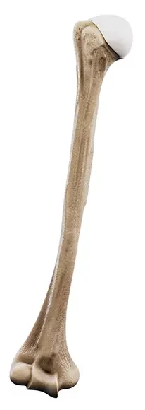 Kość ramienna | Kości obręczy barkowej