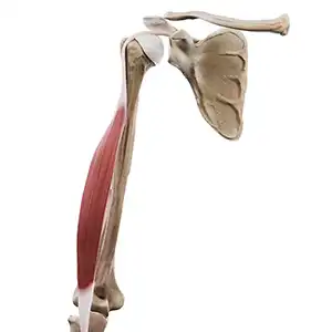 Głowa długa bicepsa