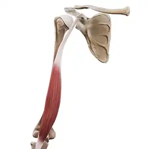 Głowa krótka bicepsa