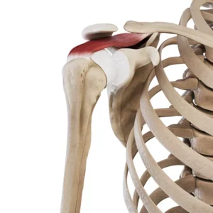 Mięsień nadgrzebieniowy