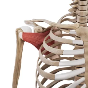 Mięsień podłopatkowy