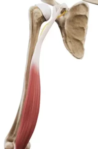 Nerw mięśniowo-skórny