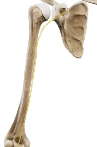 Nerw mięśniowo-skórny