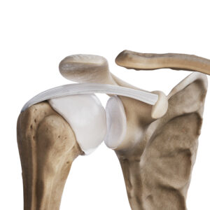 Więzadło kruczo-ramienne stawu barkowego